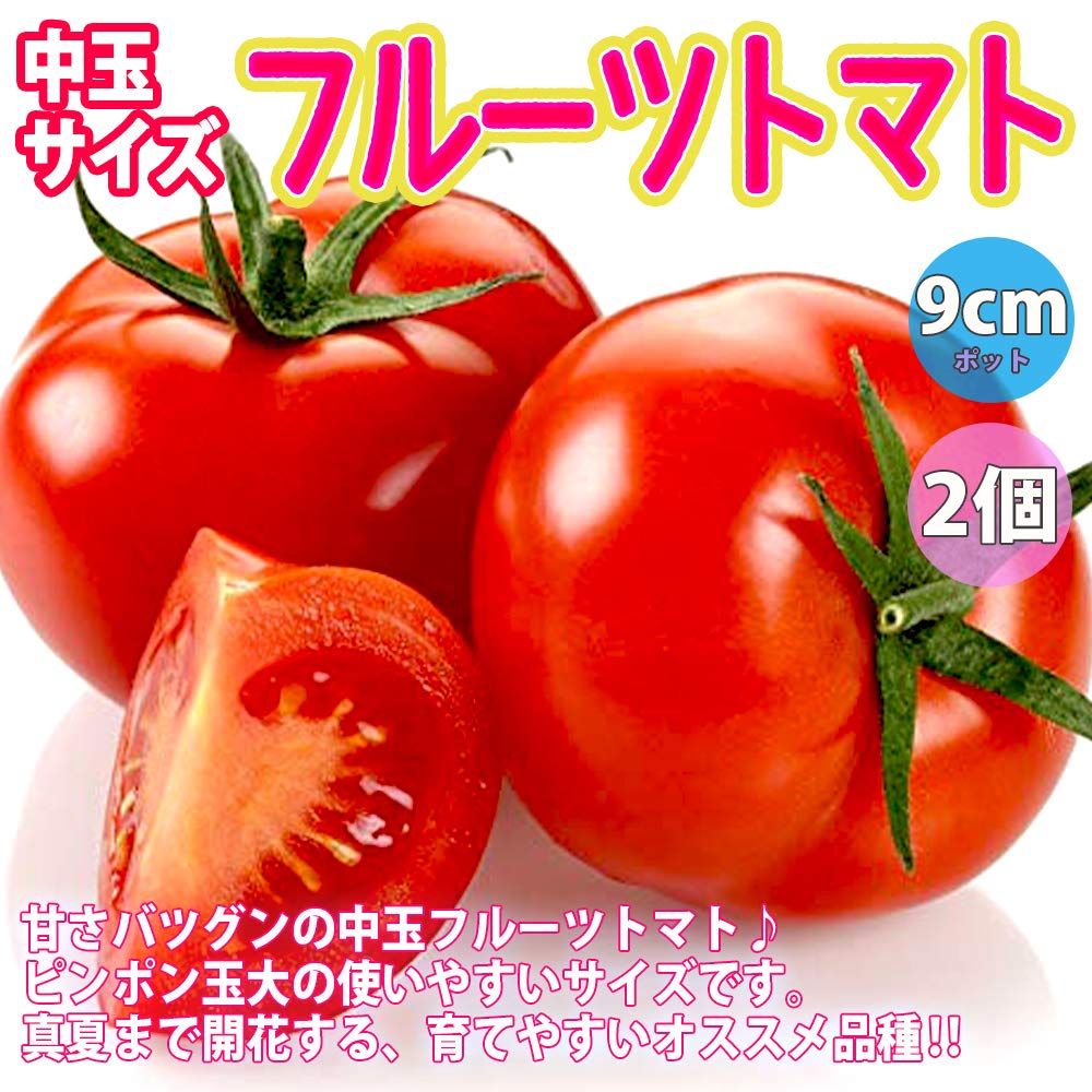 Amazon.co.jp: 極甘フルーツトマト系トマト苗 4品種セット【野菜